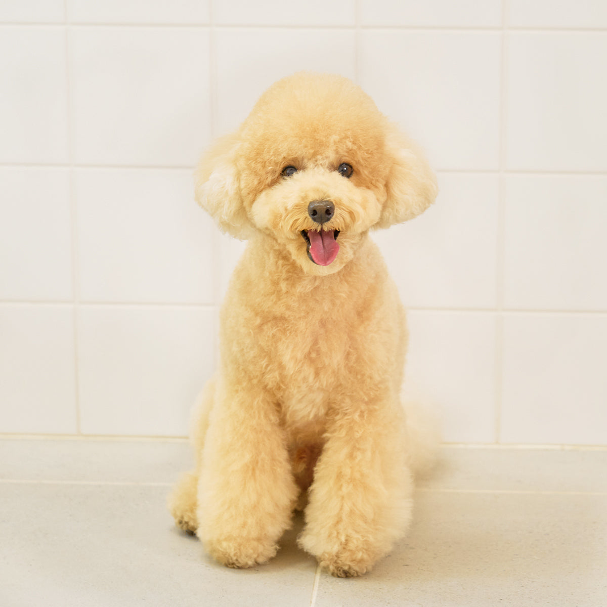 Organic Shampoo 速乾オーガニックシャンプー