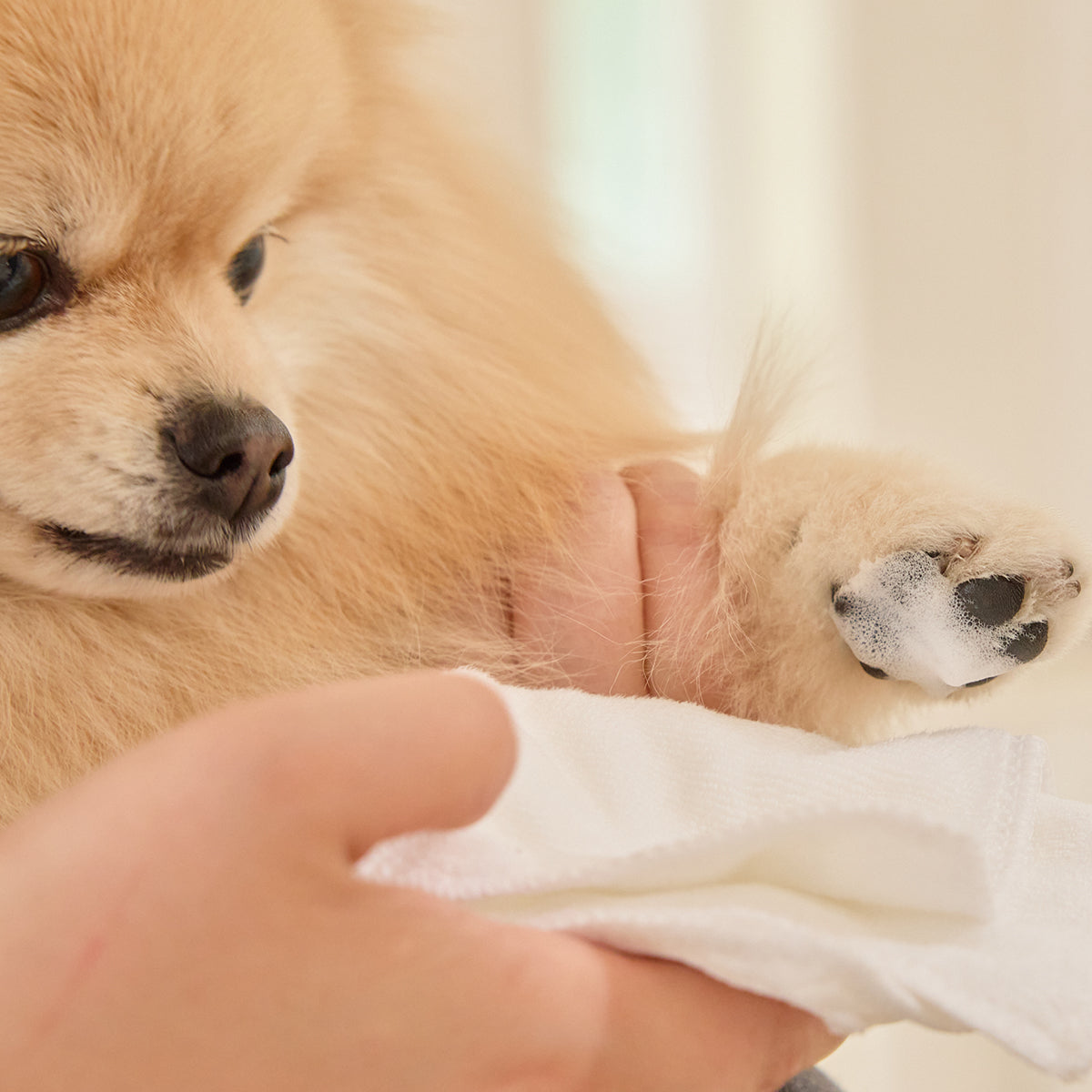 トイレの後に汚れた肉球にはオテケアシャンプーで