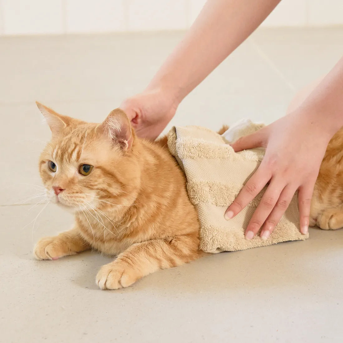 獣医師推奨!お水いらずこれ一本で、簡単汚れ落ち&毛並みケア!