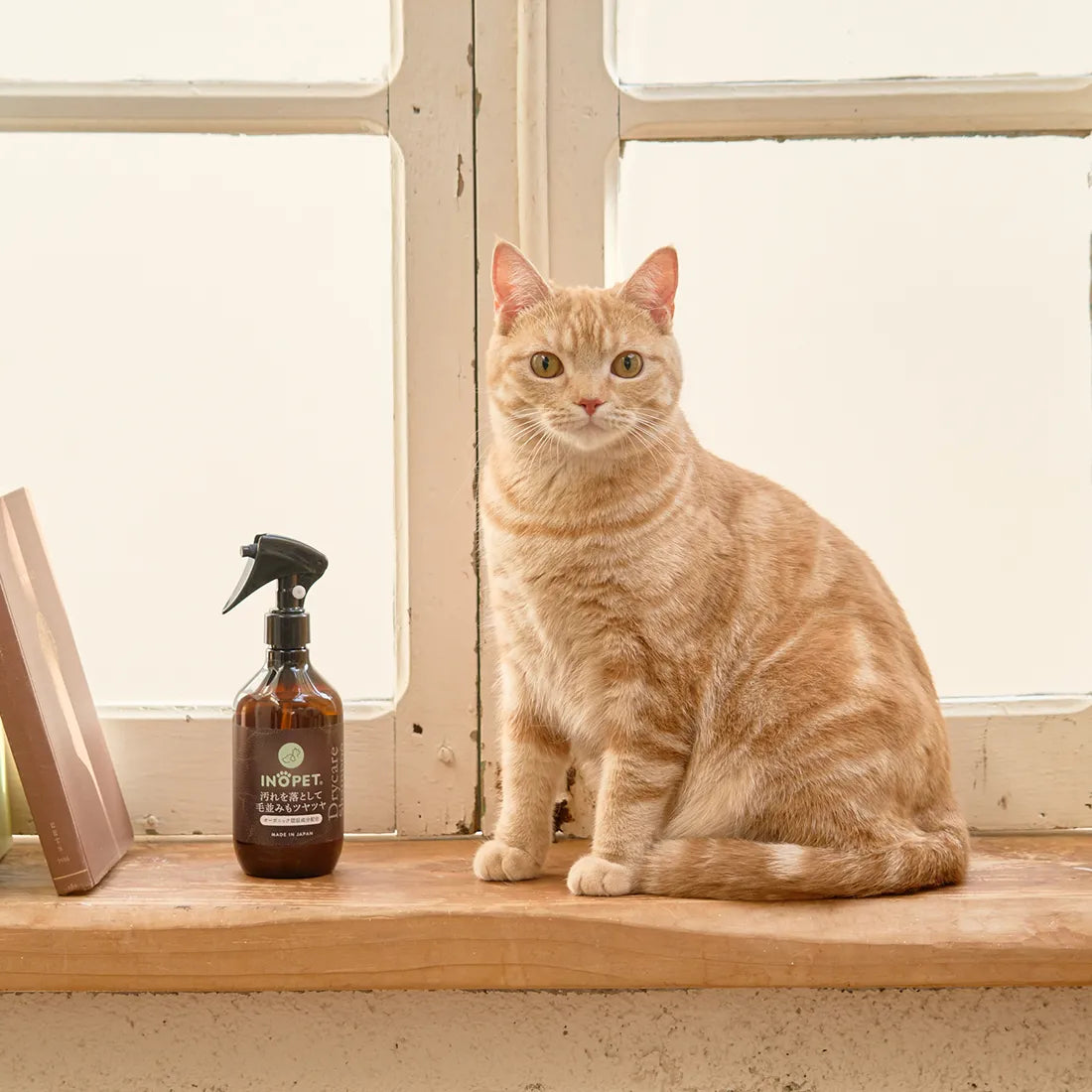 Drycare Shampoo ドライケアシャンプー