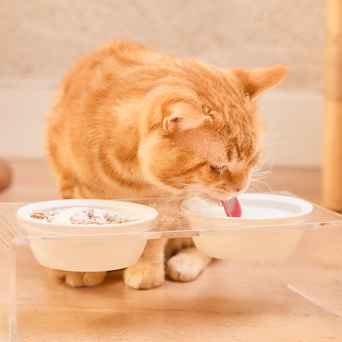 Five Stars Goat Milk 5つ星ヤギミルク